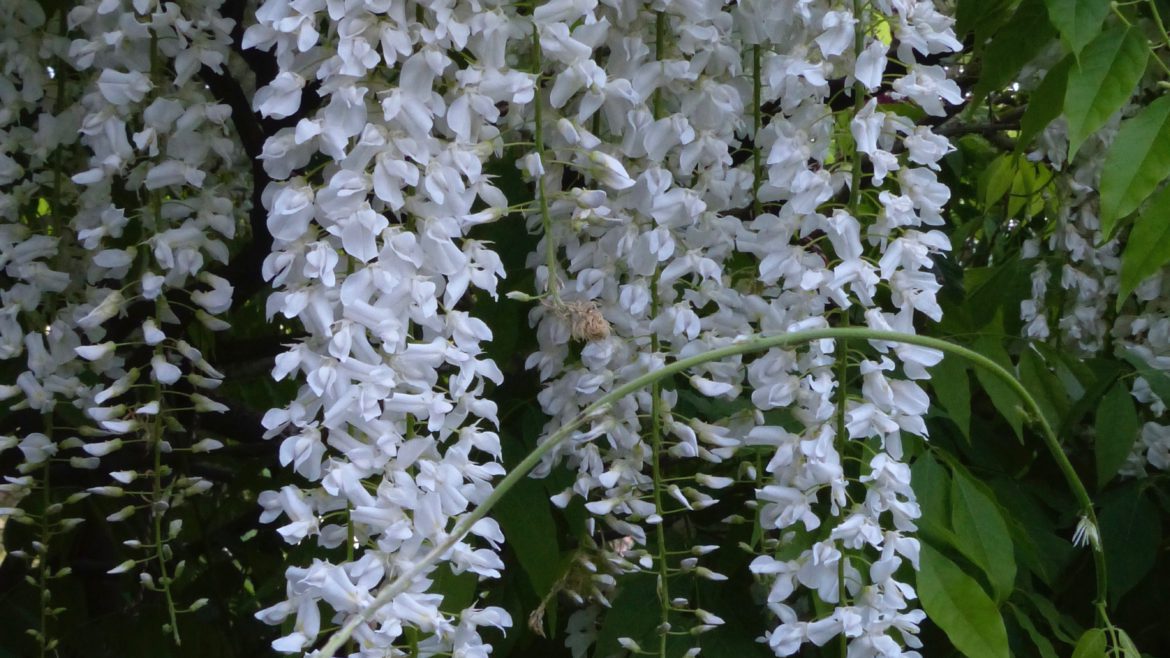 klimplant witte regen