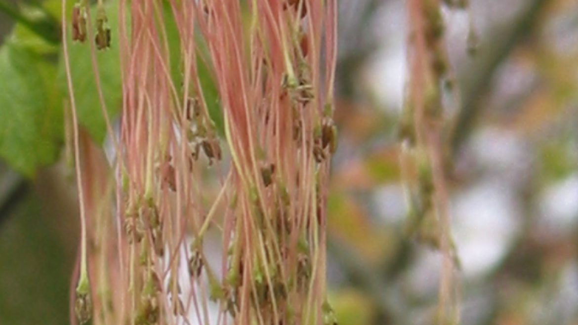 Waarom een tuincoach?