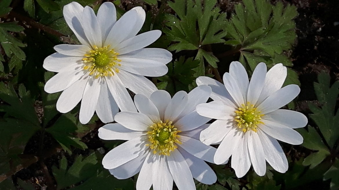 witte bloemen, anemonen