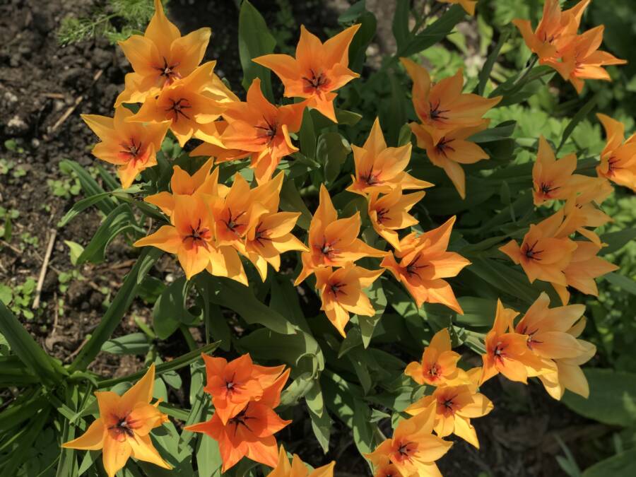 Welke bloembollen ga jij kiezen?